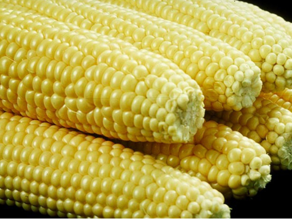 Sweet Corn Export