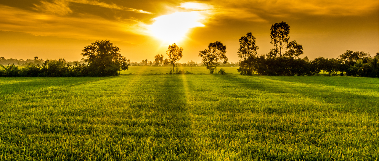 Indian Agricultural Products Exporter